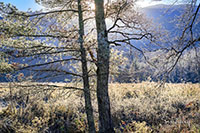 Smokies_Color_20231102_016_editt_VERO